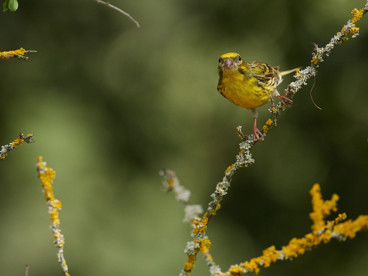 European Serin - ML645391059