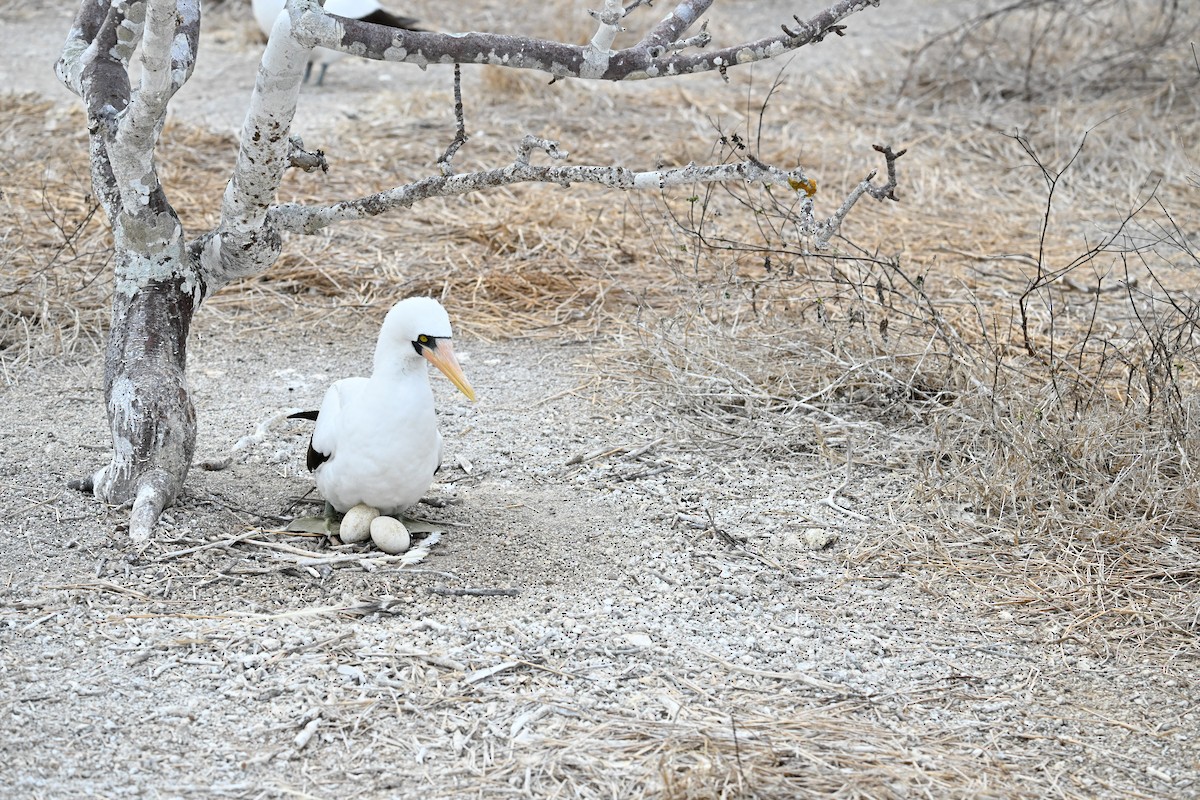 Nazcatölpel - ML645391066