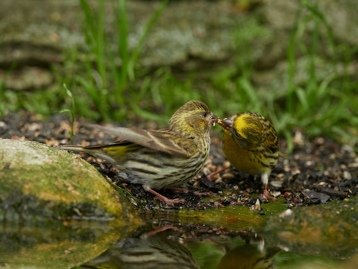 European Serin - ML645391068