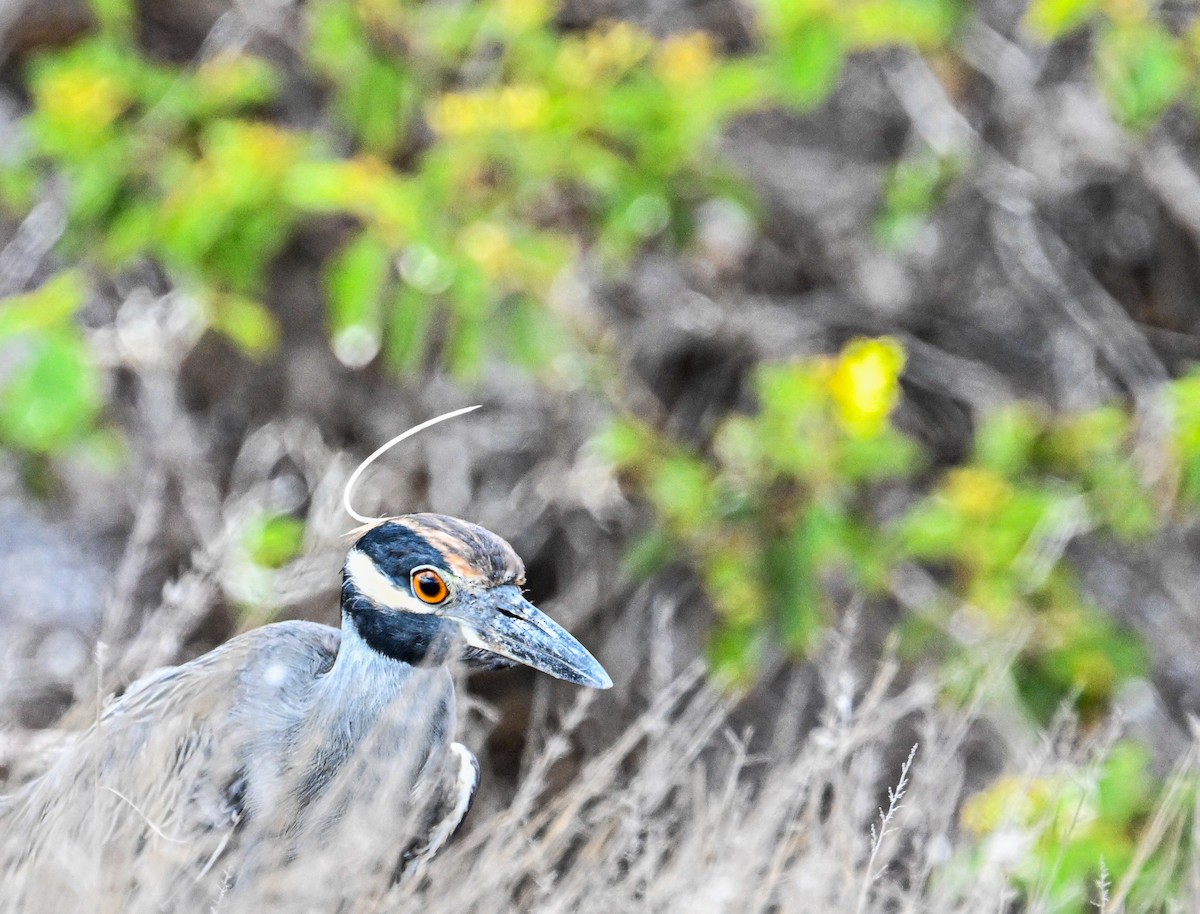 kvakoš žlutočelý - ML645391078