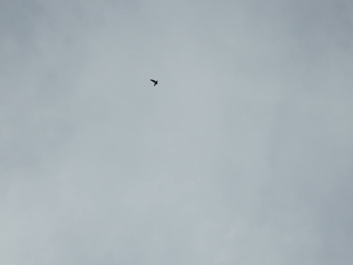 White-chinned Swift - ML645391080