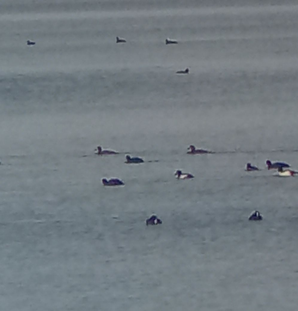 Greater Scaup - ML645391083