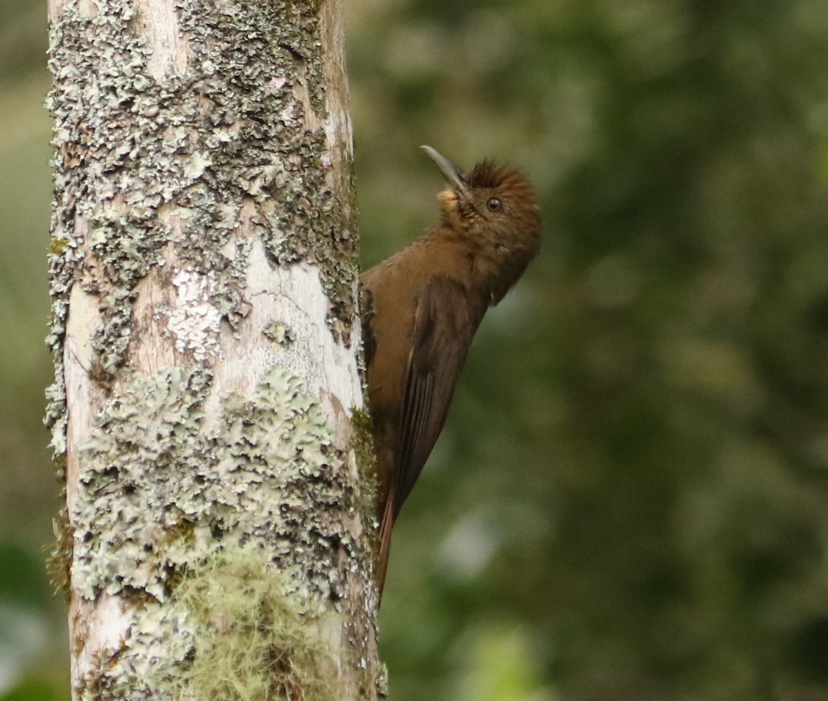 Грімпар бурий - ML645391084