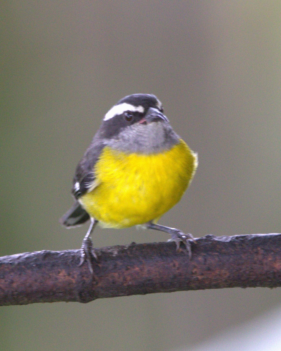 Sucrier à ventre jaune - ML645391085