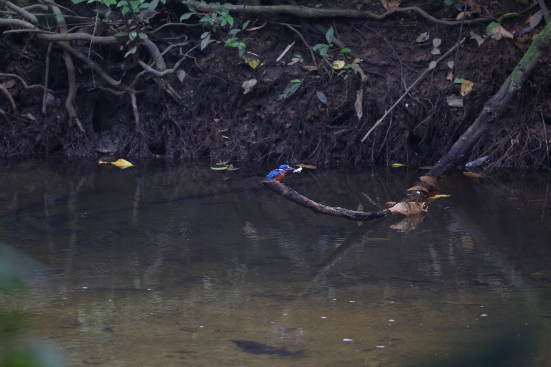 Meninting Yalıçapkını - ML645391092