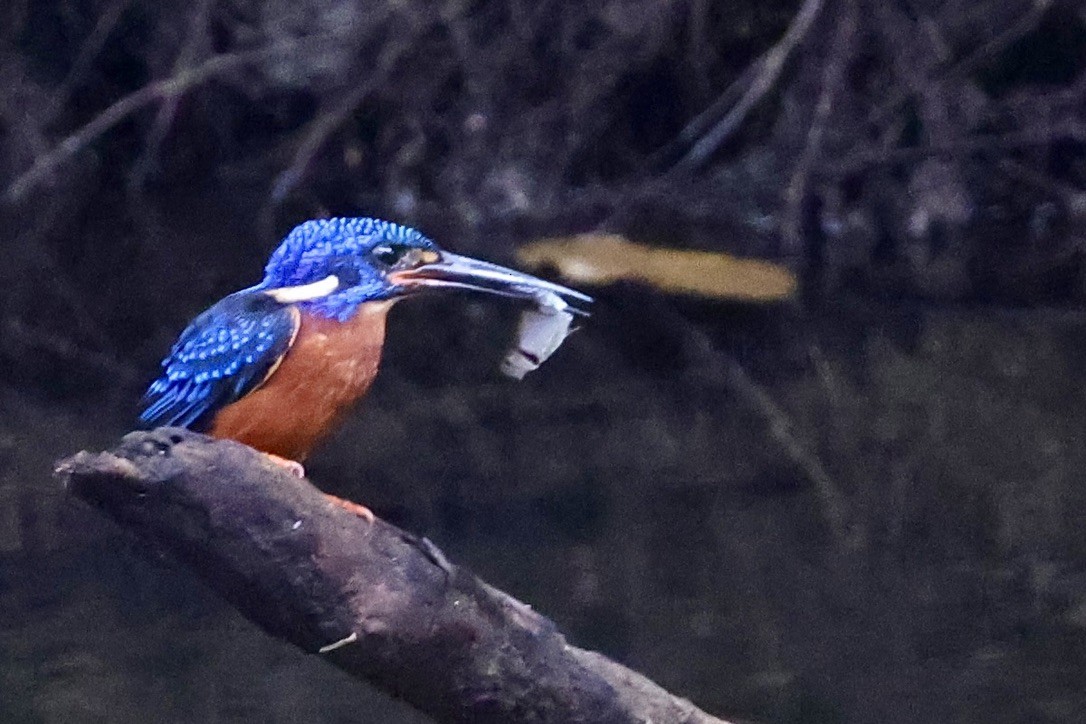 Meninting Yalıçapkını - ML645391093