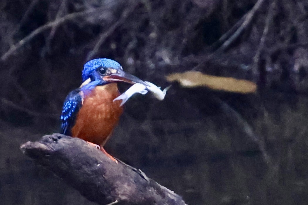 Meninting Yalıçapkını - ML645391094