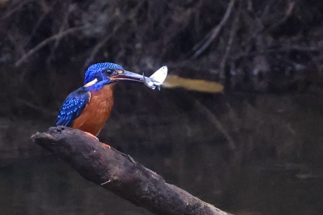 Meninting Yalıçapkını - ML645391095