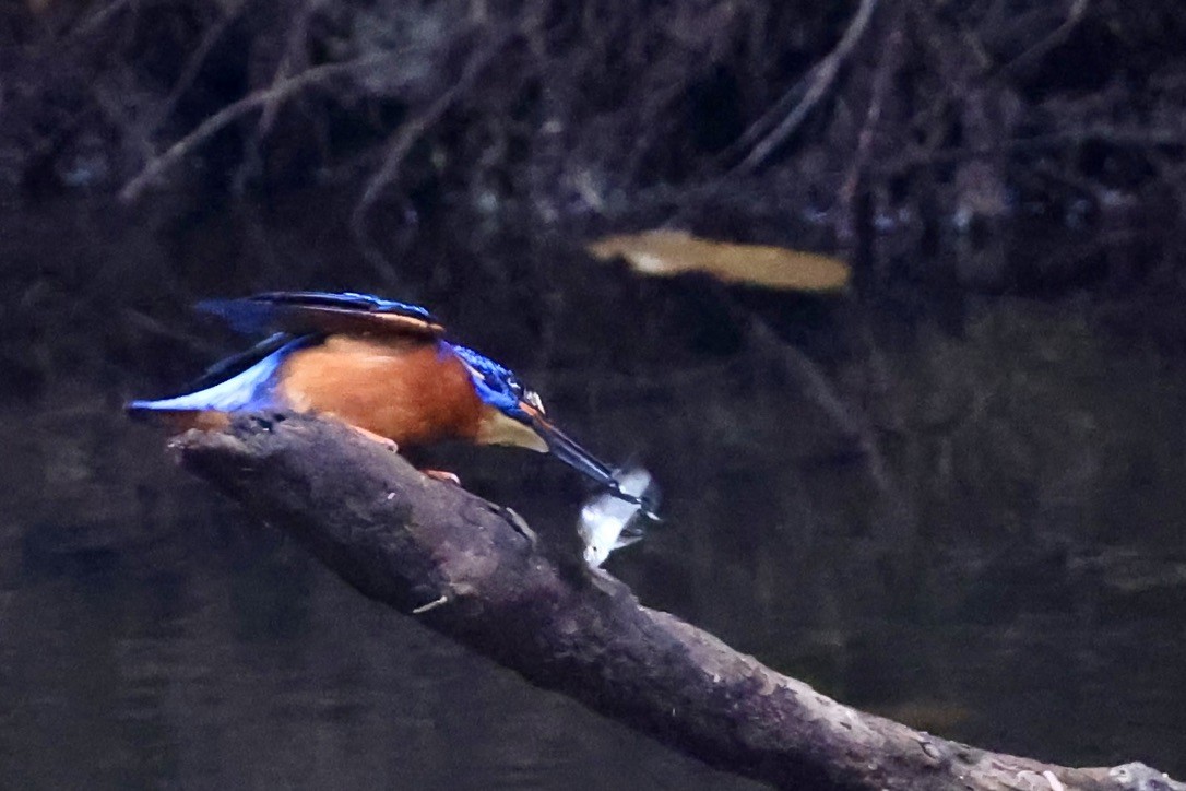 Meninting Yalıçapkını - ML645391096