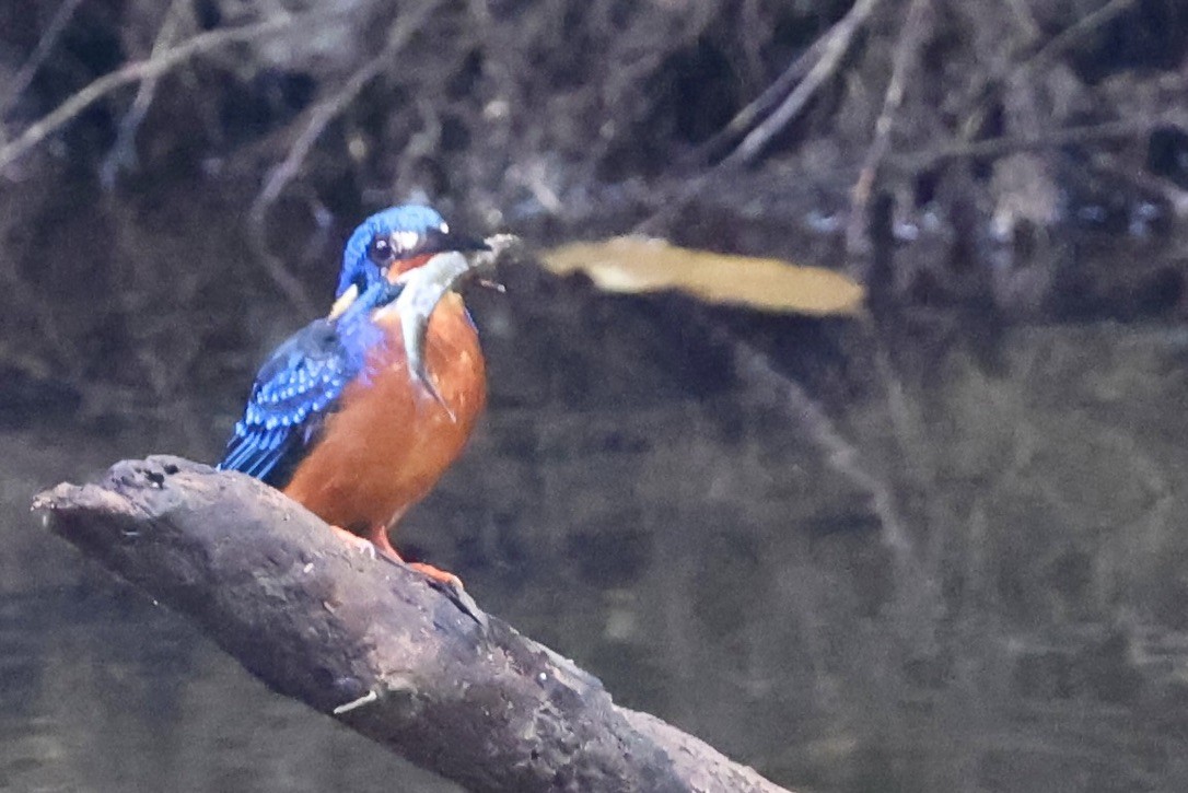 Meninting Yalıçapkını - ML645391097