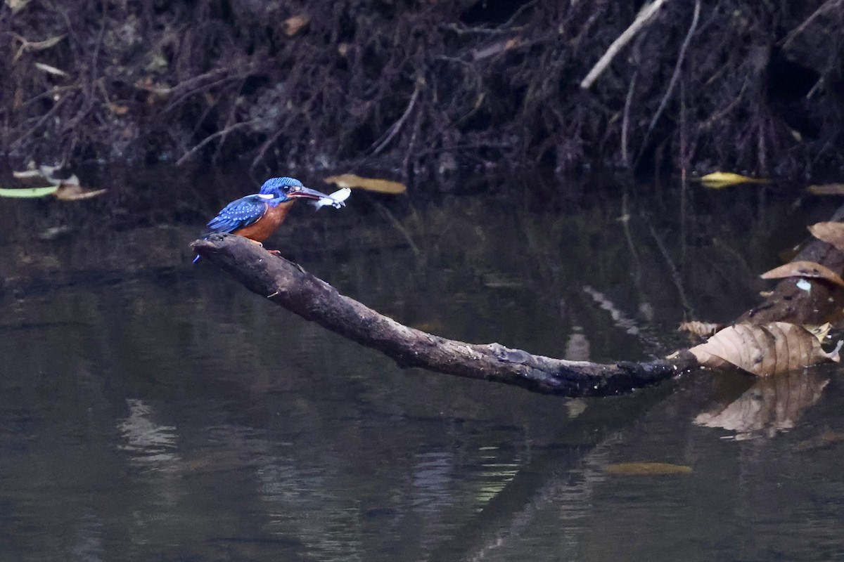 Meninting Yalıçapkını - ML645391098