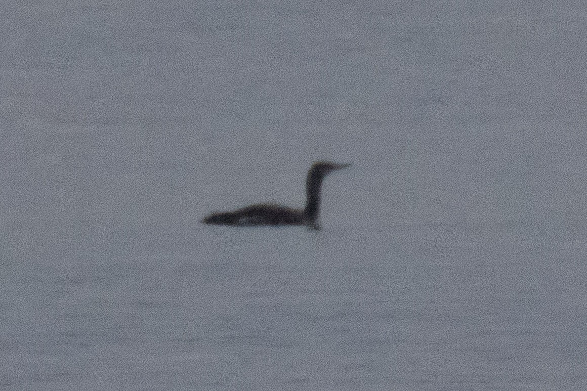 Plongeon catmarin - ML645391123