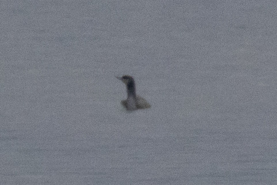 Plongeon catmarin - ML645391124