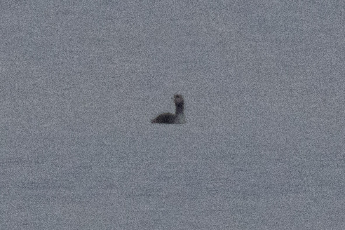 Plongeon catmarin - ML645391126