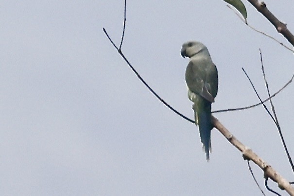 Malabar Parakeet - ML645391140