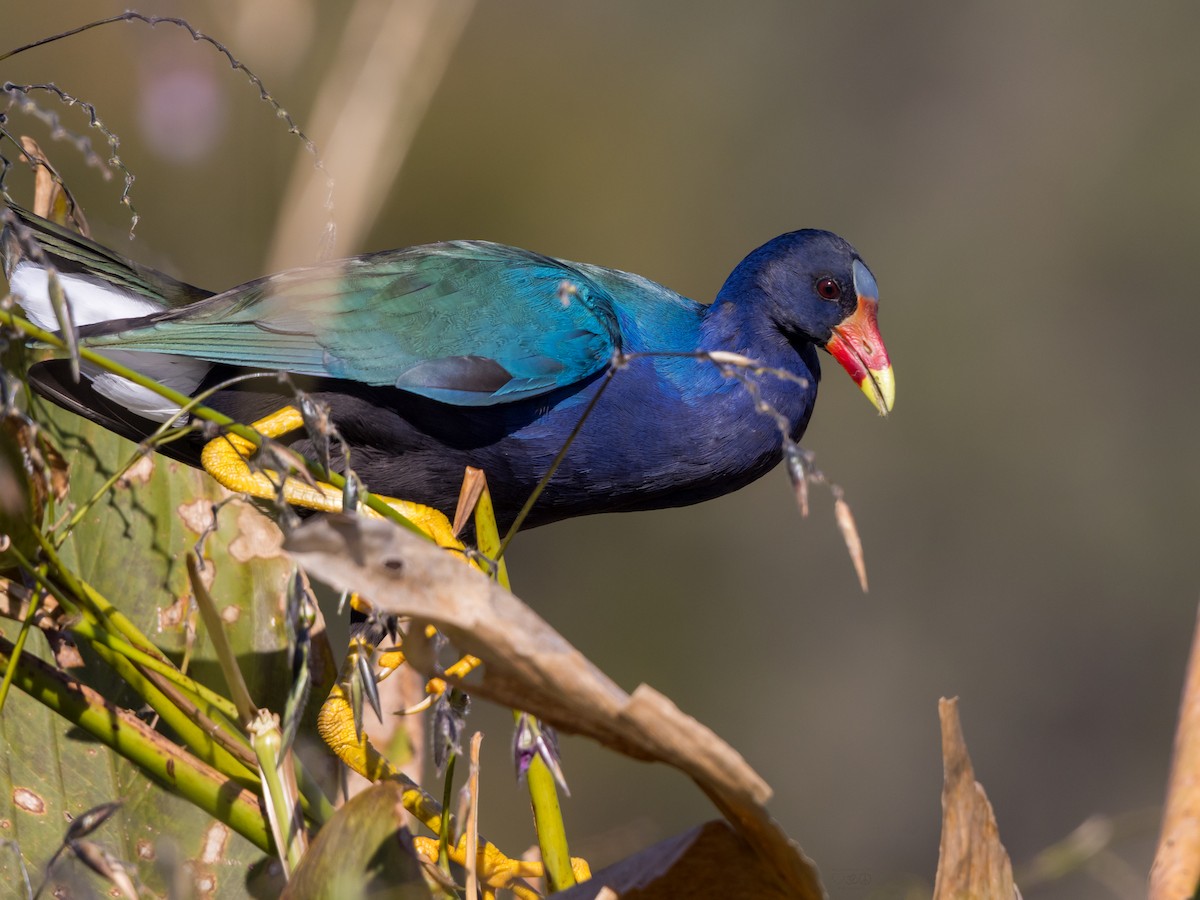 Малая султанка - ML645391146