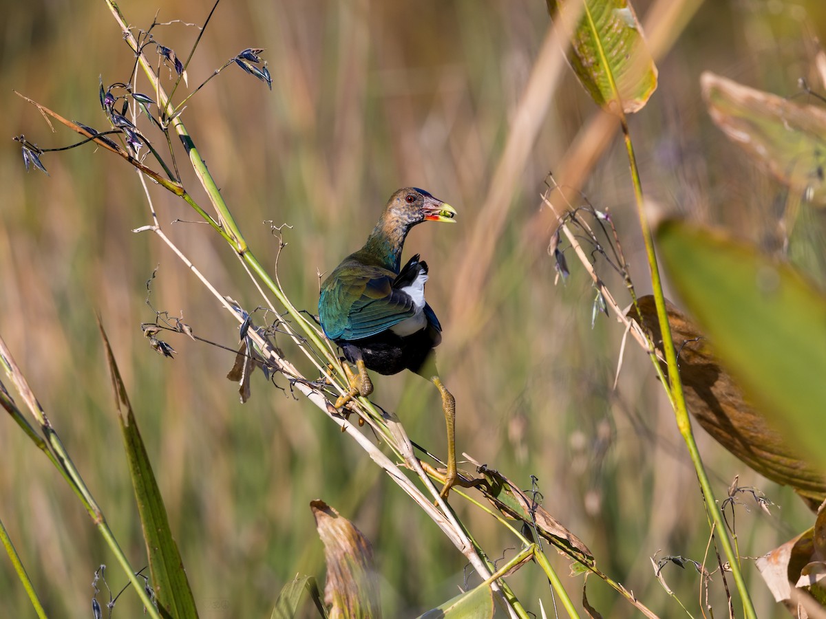 Малая султанка - ML645391148