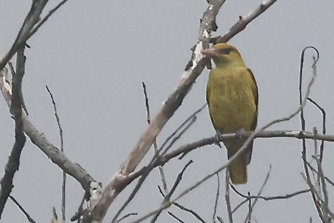 Indian Golden Oriole - ML645391167