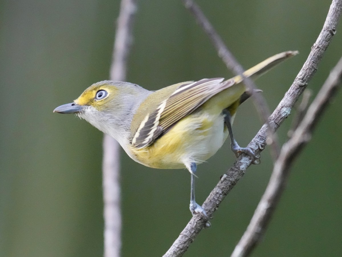 White-eyed Vireo - ML645391171