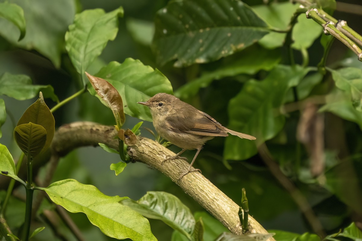 rákosník pokřovní - ML645391179