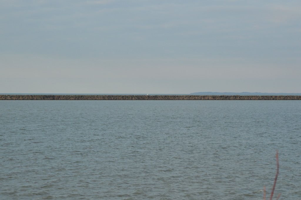 Snowy Owl - ML645391192