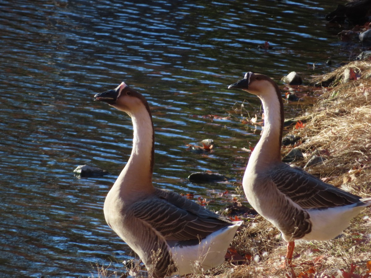 Ánsar Cisnal (variedad doméstica) - ML645391197