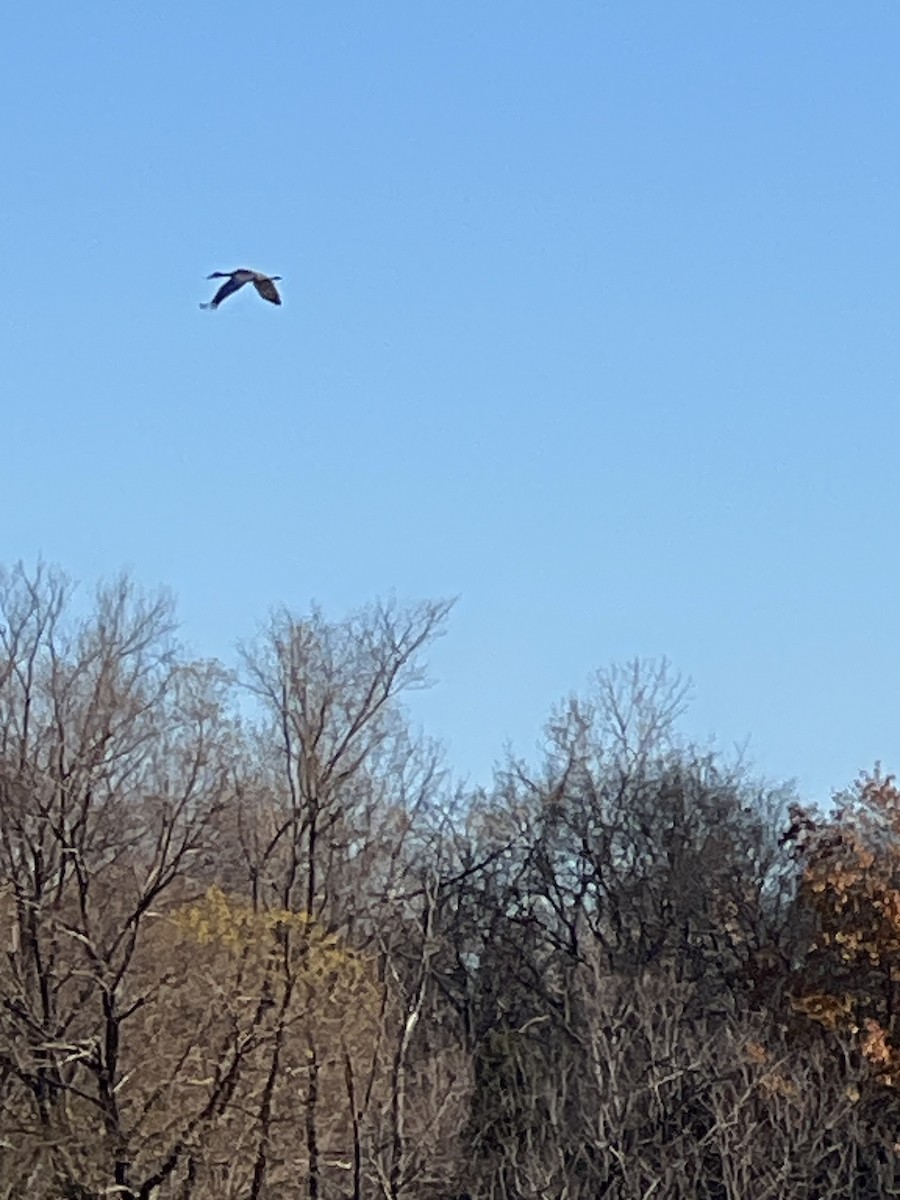 Sandhill Crane - ML645391199