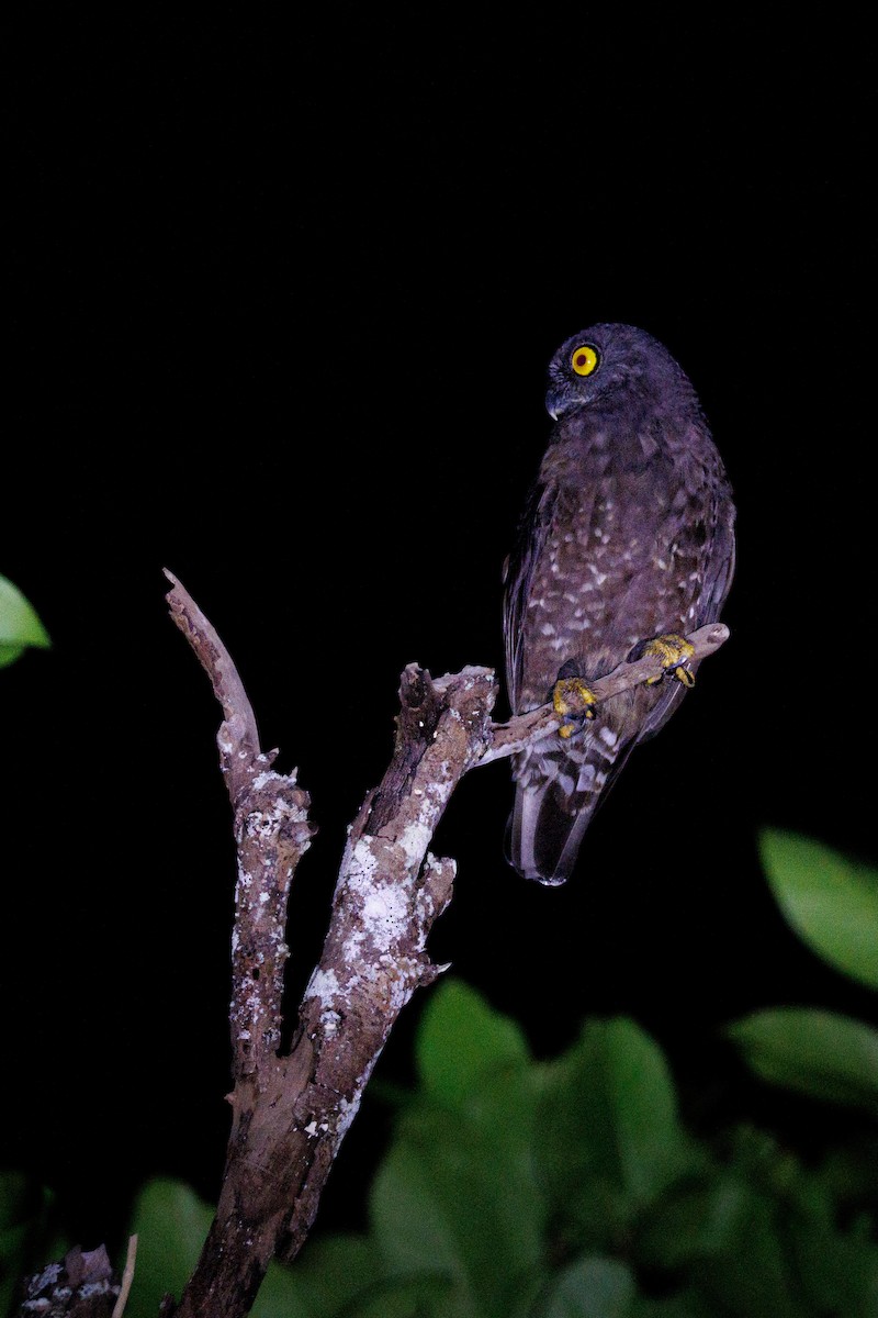 Hume's Boobook - ML645391229