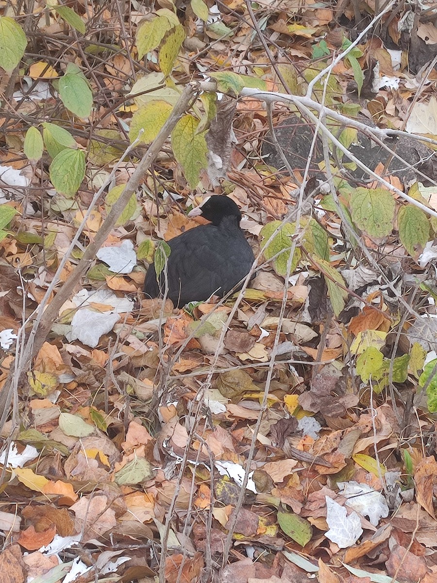 Eurasian Coot - ML645391265