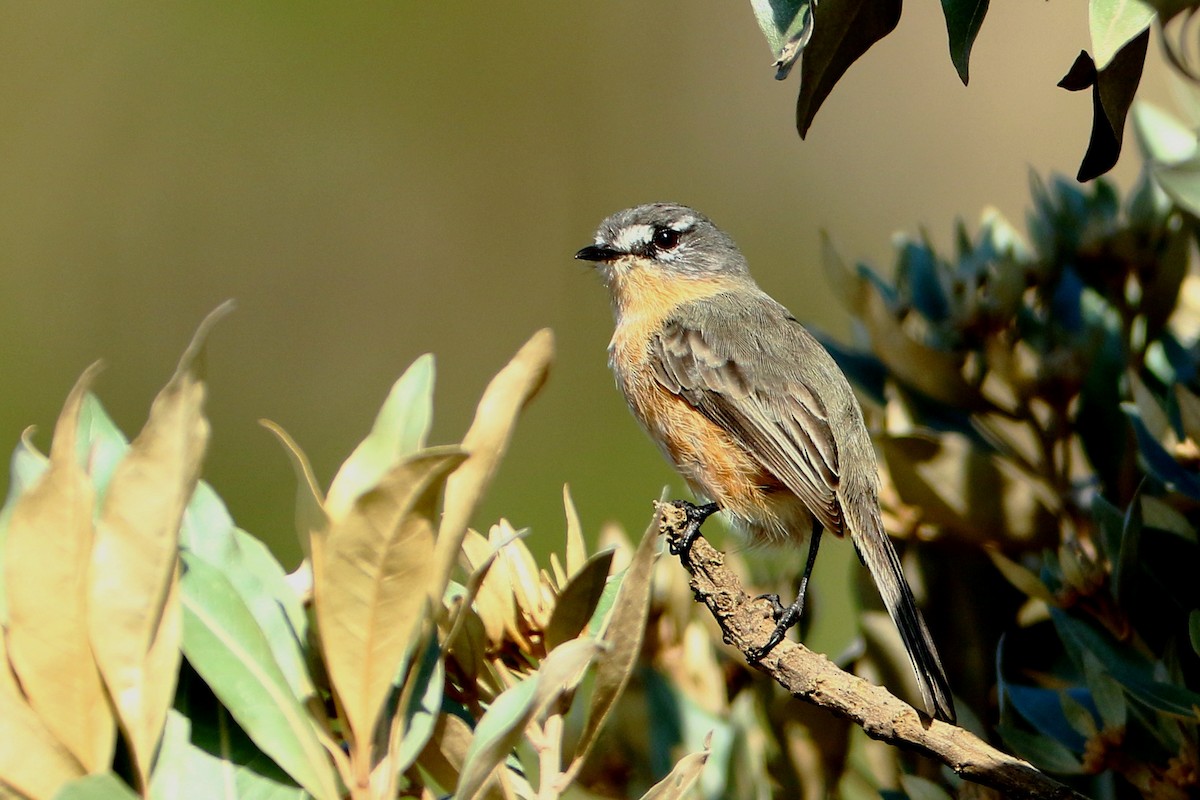 Gray-backed Tachuri - ML645391285