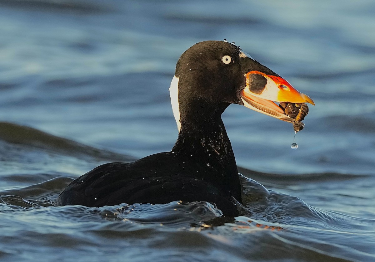 Surf Scoter - ML645391292