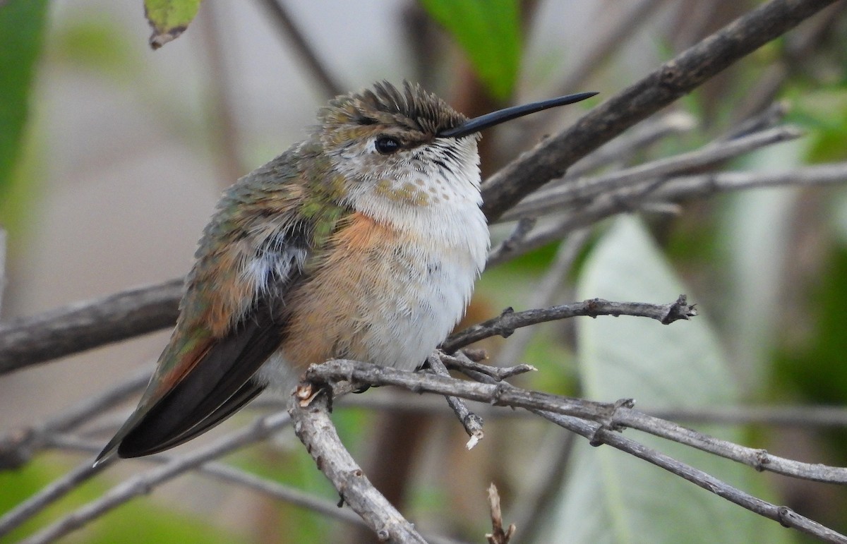 Rufous Hummingbird - ML645391316