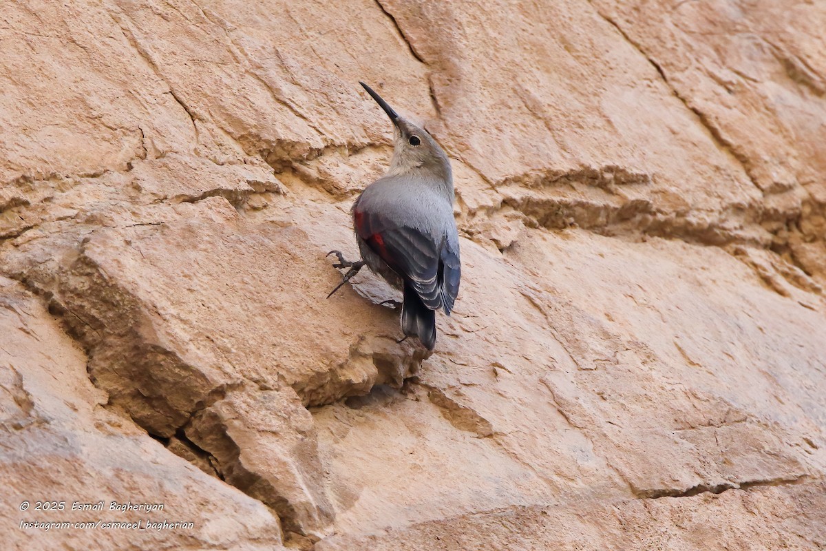Wallcreeper - ML645391362