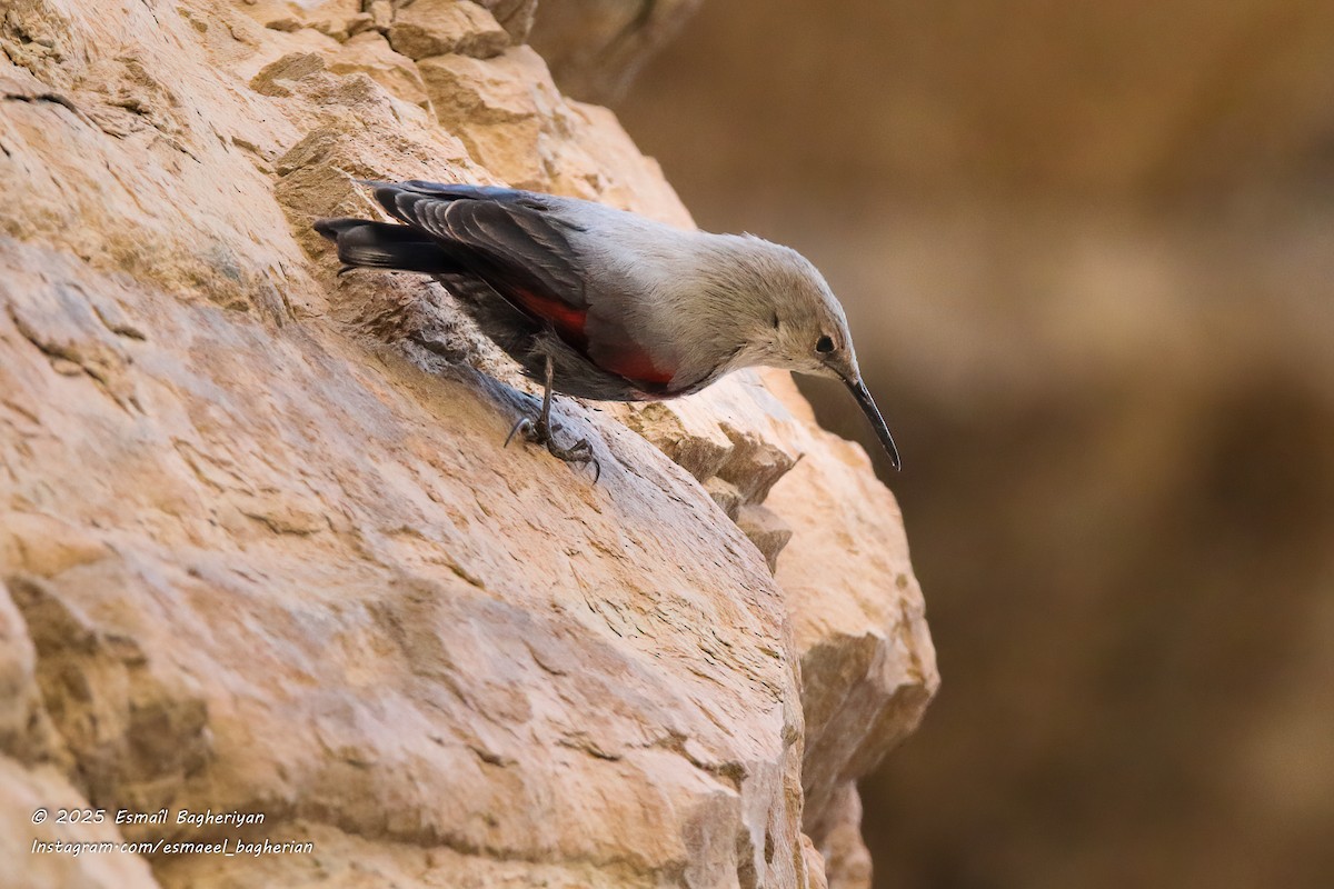 Wallcreeper - ML645391363