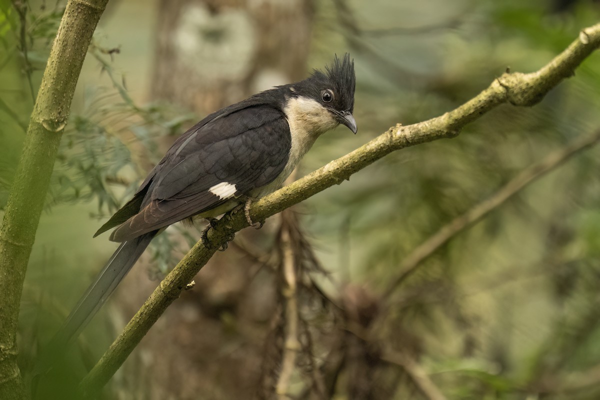 kukačka černobílá - ML645391371