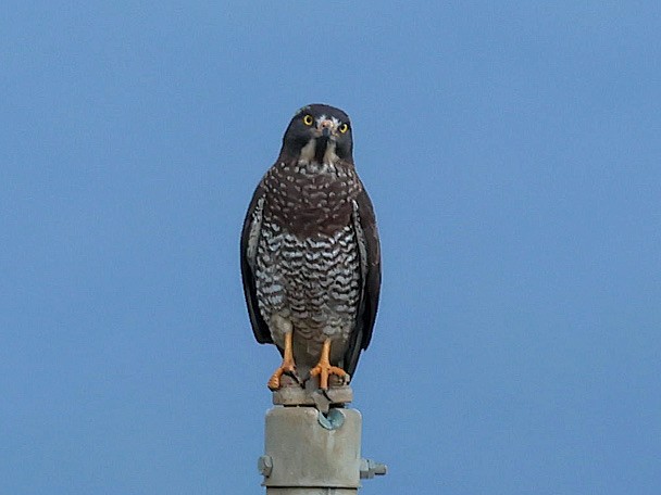 Gray-faced Buzzard - ML645391376