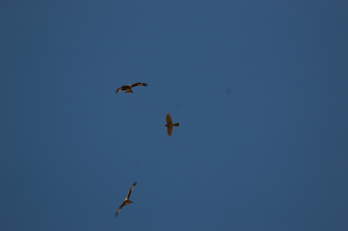 Eurasian Goshawk - ML645391390