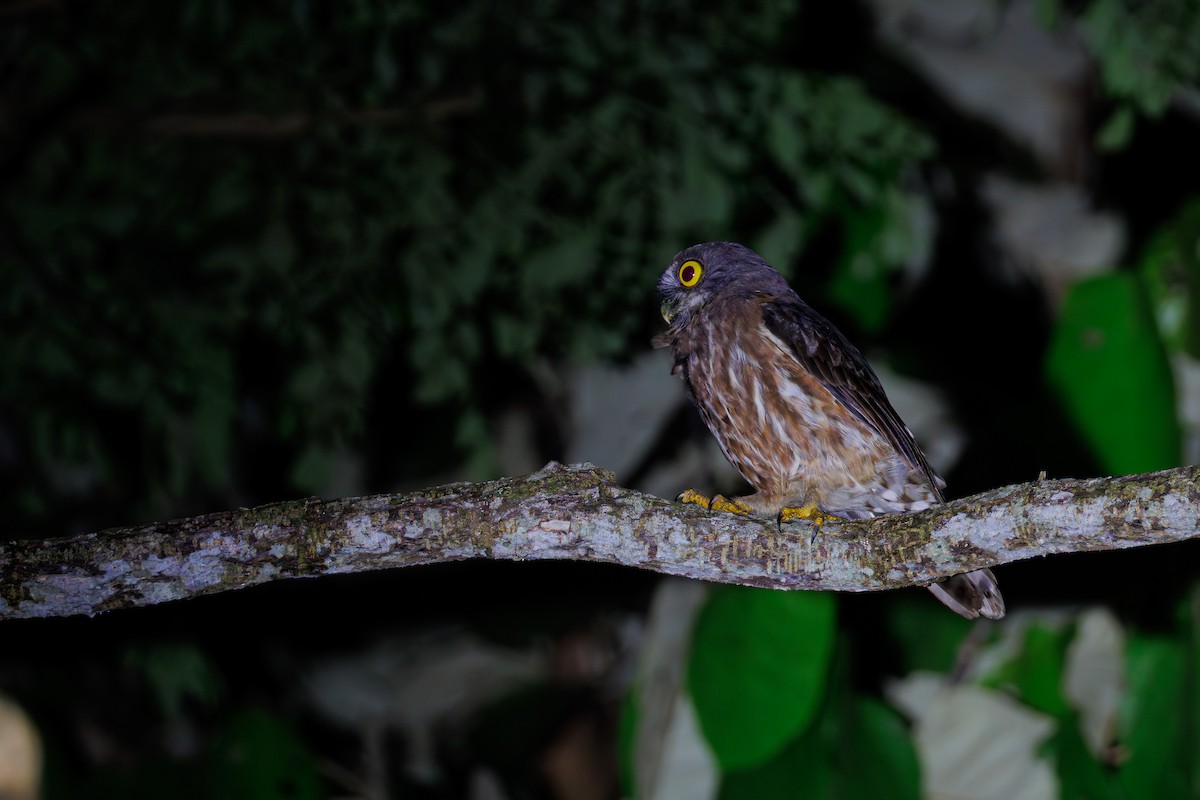 Andaman Boobook - ML645391391