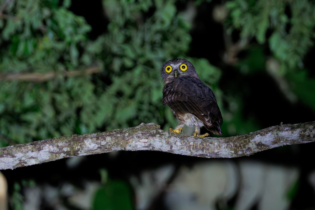 Andaman Boobook - ML645391394