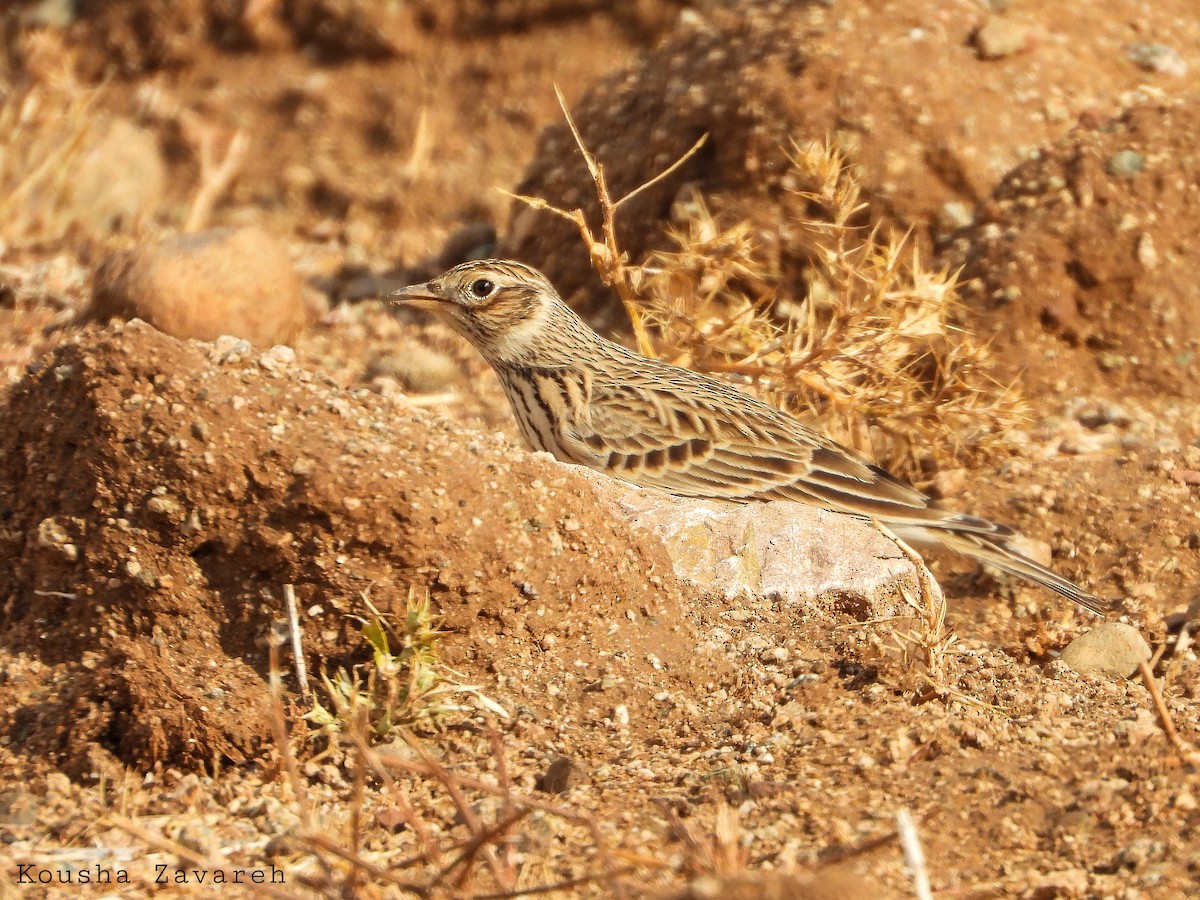 Eurasian Skylark - ML645391397