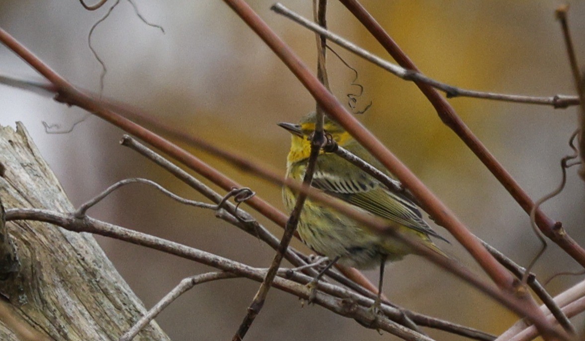 ホオアカアメリカムシクイ - ML645391407