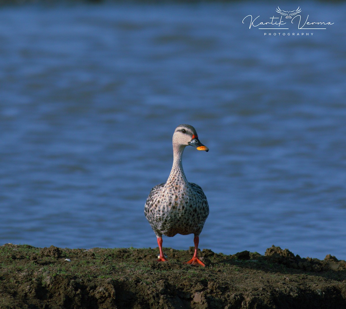 Indian Spot-billed Duck - ML645391414