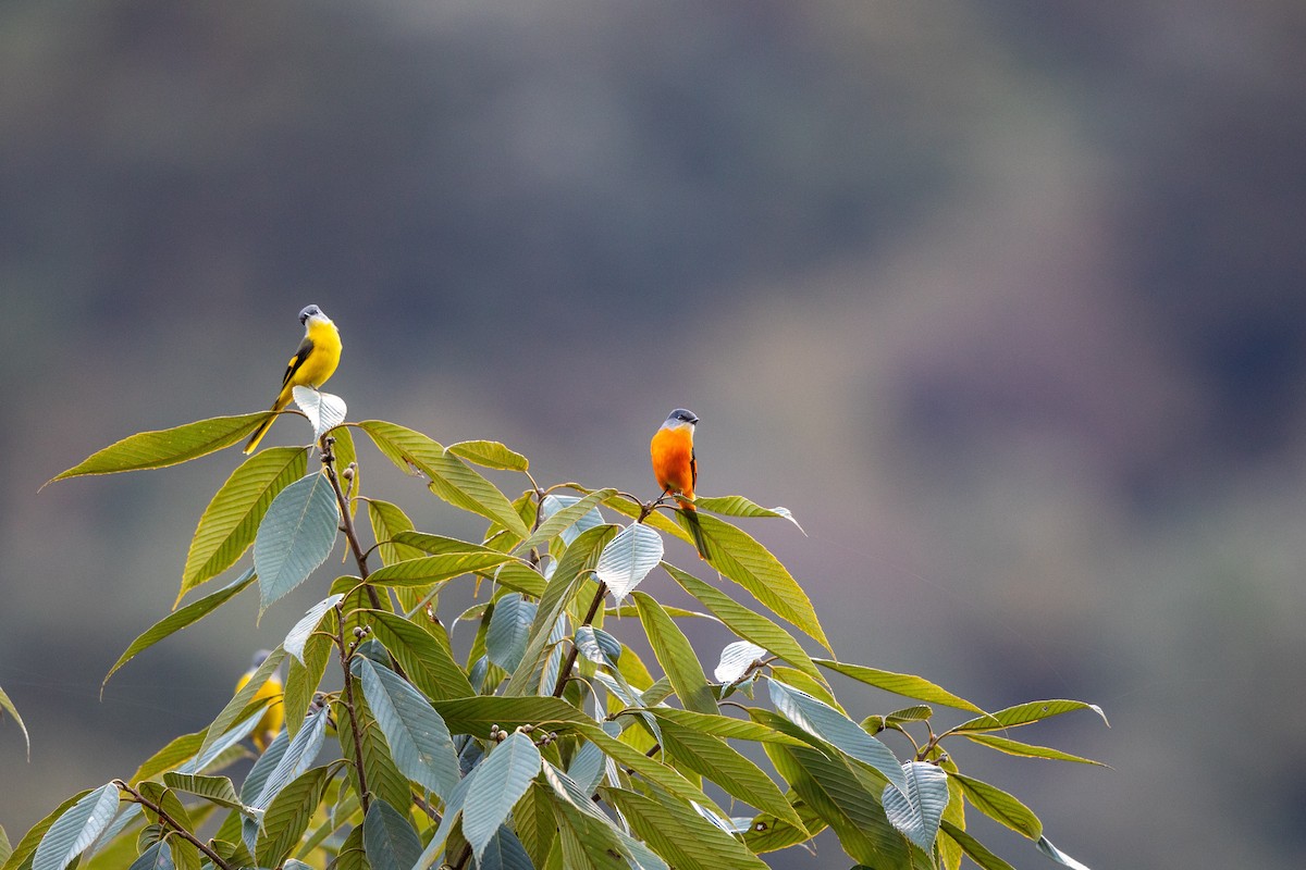 gråhakemønjefugl - ML645391427