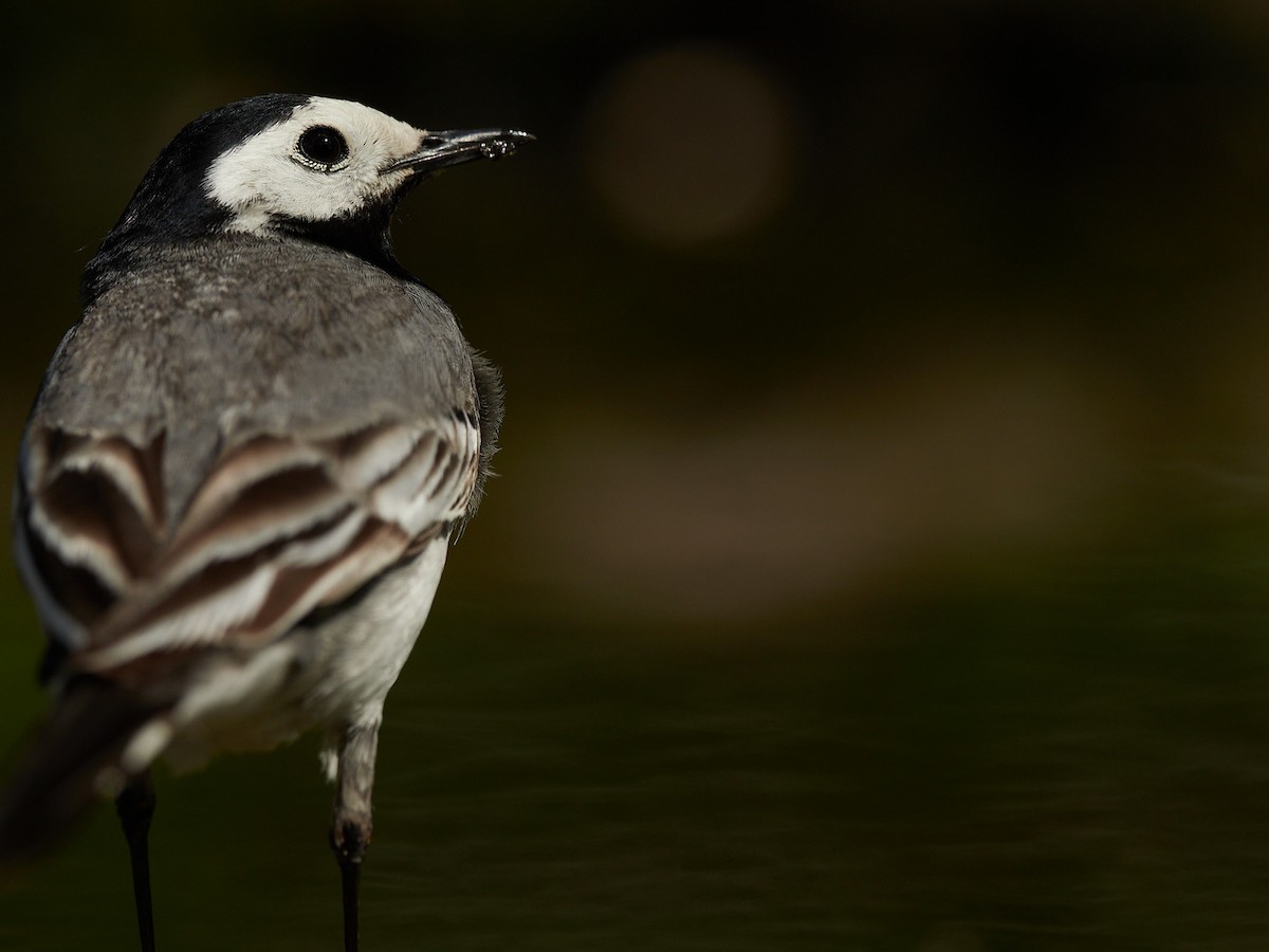 White Wagtail - ML645391446