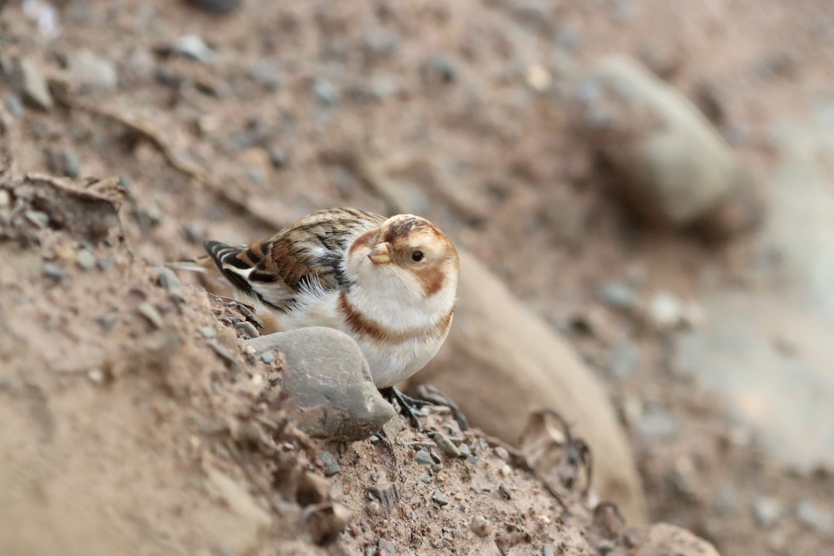 Snow Bunting - ML645391448
