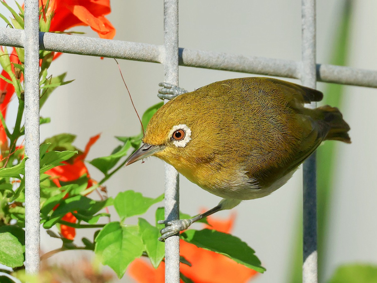 Anteojitos Japonés - ML645391456