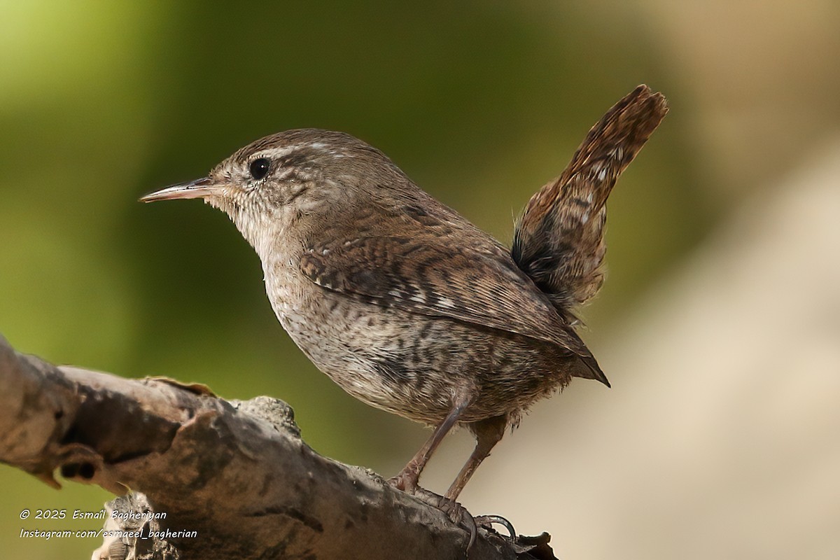 Eurasian Wren - ML645391479
