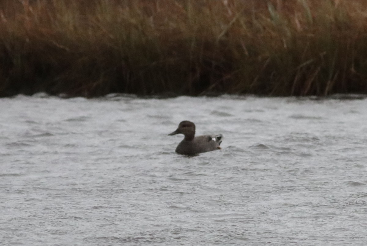 Gadwall - ML645391499