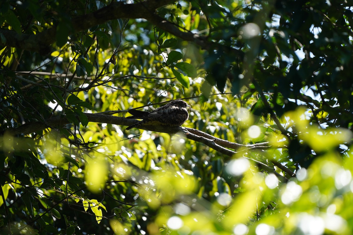 Gray Nightjar - ML645391502