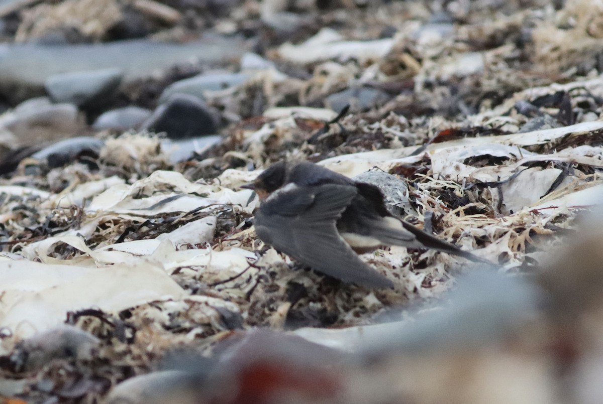 Barn Swallow - ML645391508